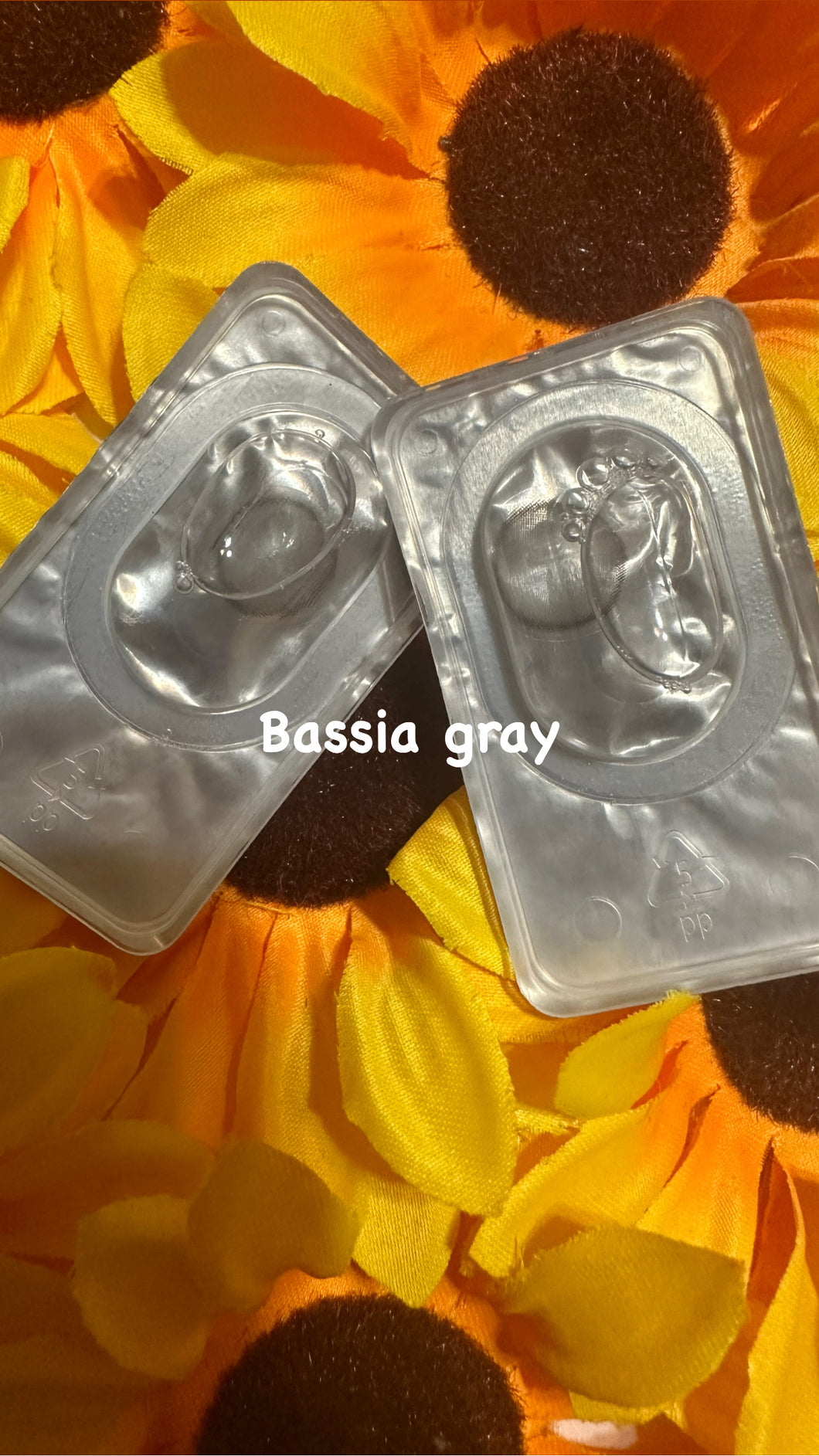 Bassia Gray